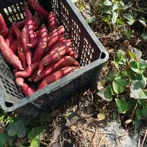 红薯，西瓜红，产地发货
