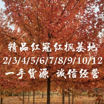 美国红枫红冠红枫2/3/4/5/6/7/8/10/12