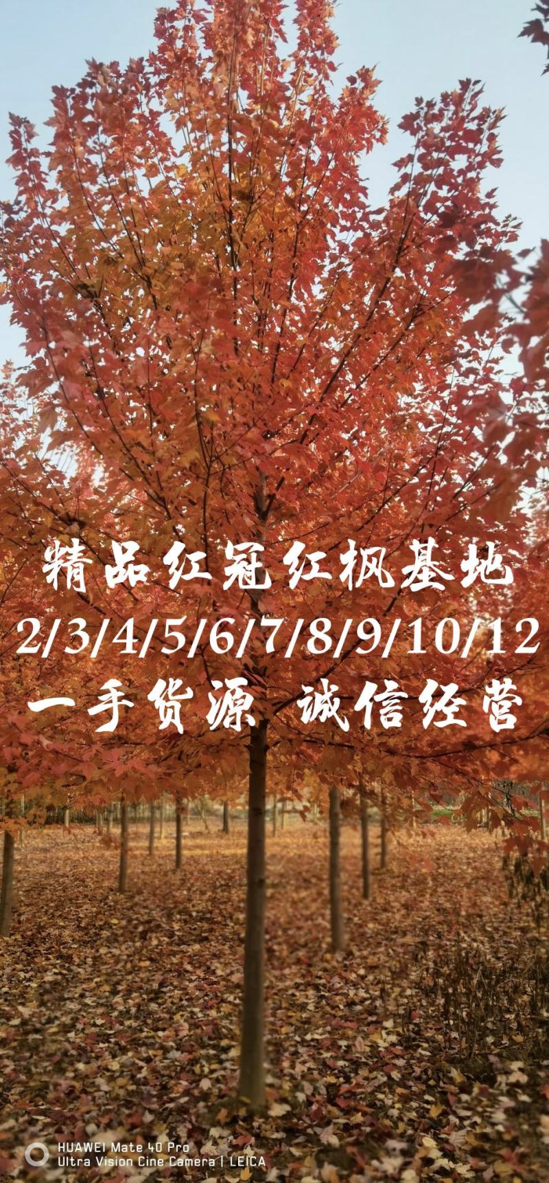 美国红枫红冠红枫2/3/4/5/6/7/8/10/12