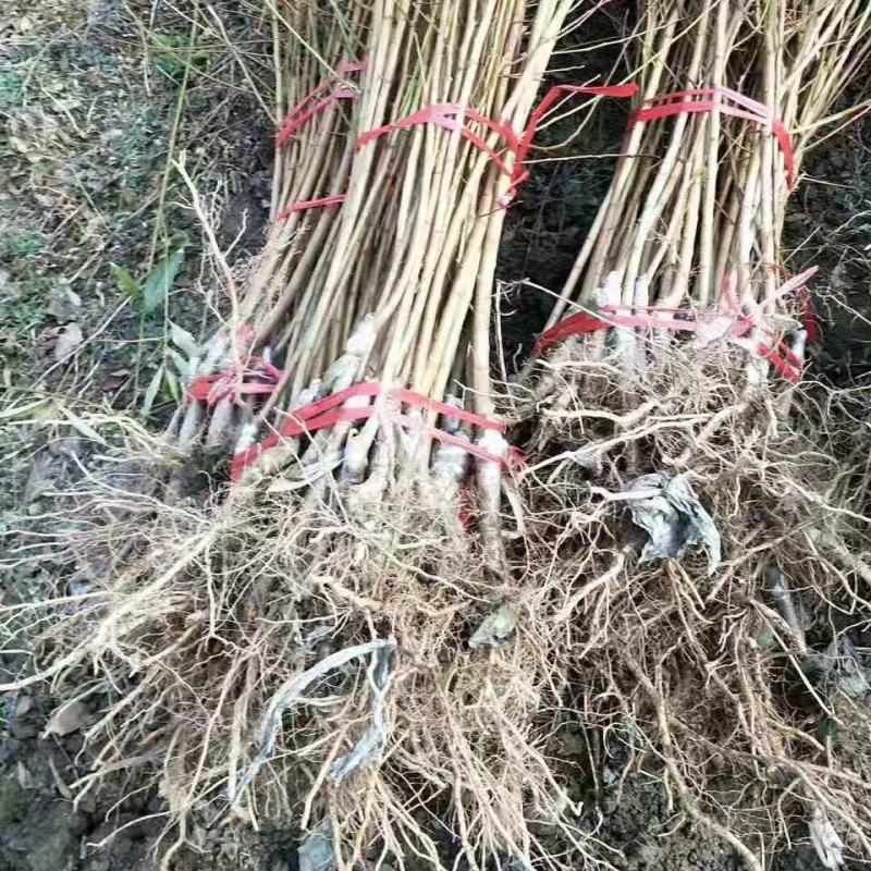 晚熟李子品种冬李子苗新品种十月成熟填补市场空缺