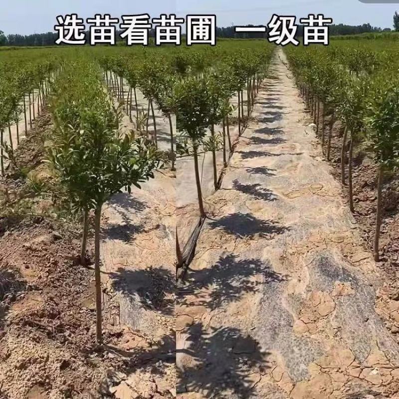 晚熟李子品种冬李子苗新品种十月成熟填补市场空缺