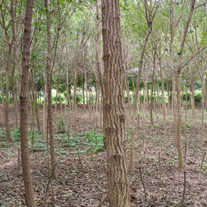 自家大量元宝枫，五角枫，大量出售，543677419