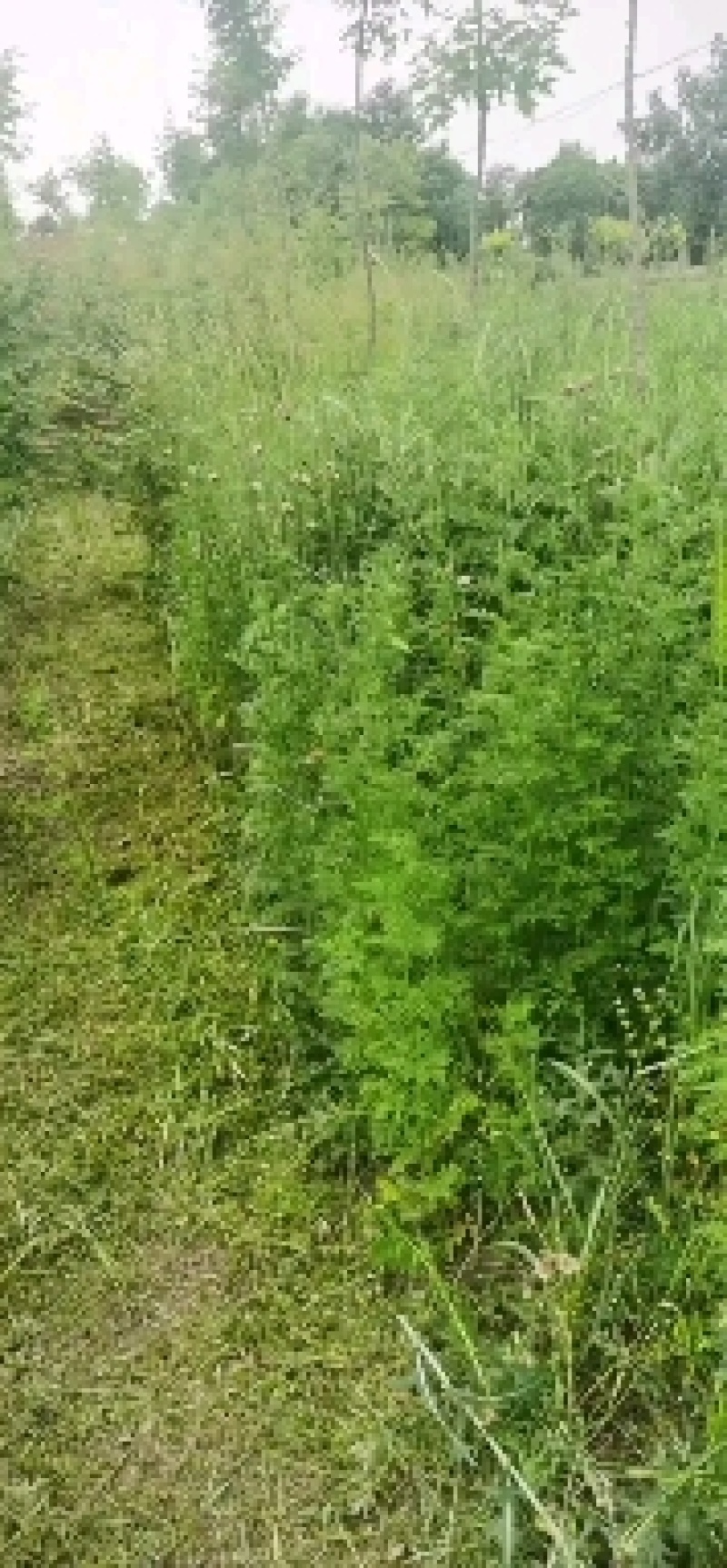 自家大量元宝枫，五角枫，大量出售，543677419