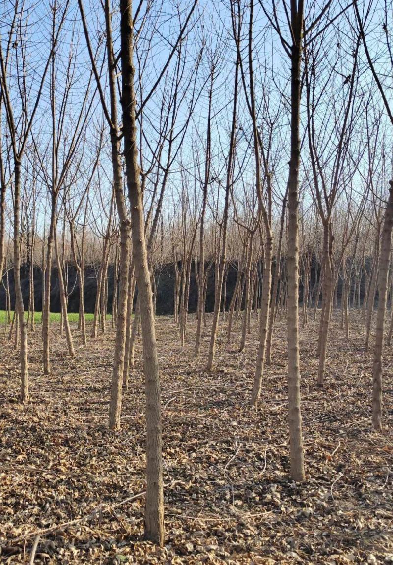 自家大量元宝枫，五角枫，大量出售，543677419