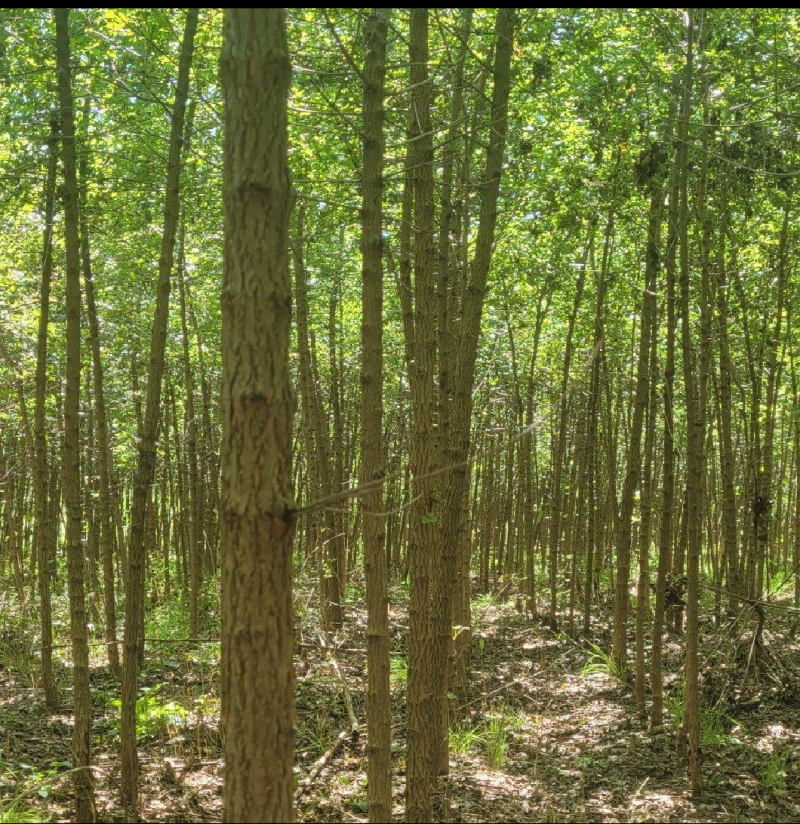 自家大量元宝枫，五角枫，大量出售，543677419