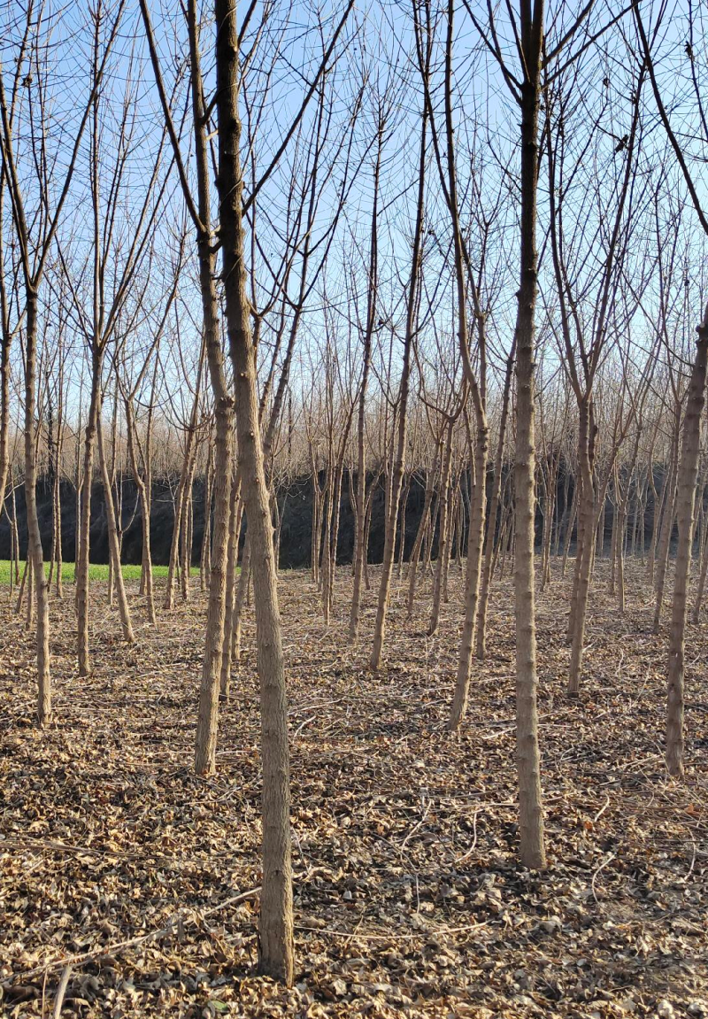 自家大量元宝枫，五角枫，大量出售，543677419
