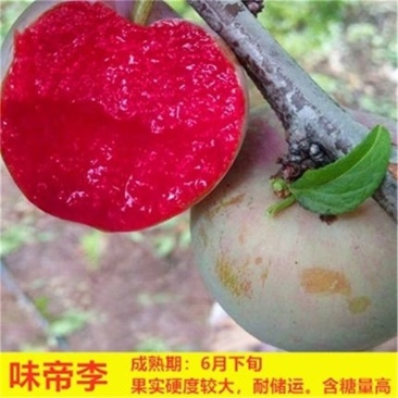 李子苗味帝李子苗当年结果苗包品种保纯度保质量可以考察定苗