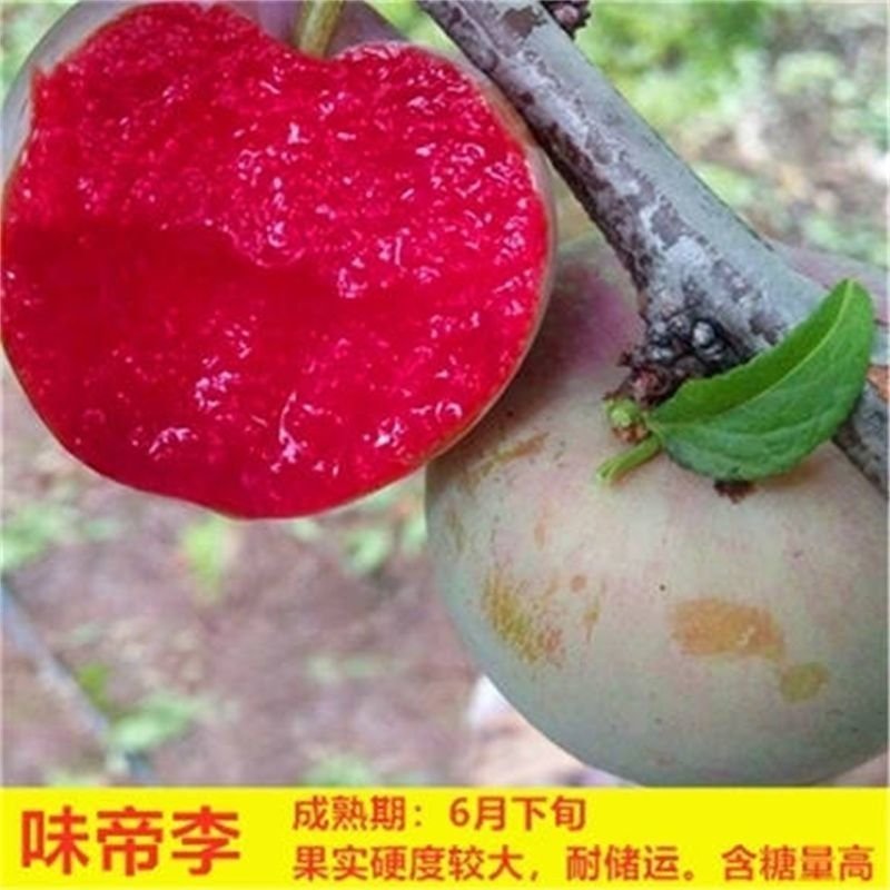 李子苗味帝李子苗当年结果苗包品种保纯度保质量可以考察定苗