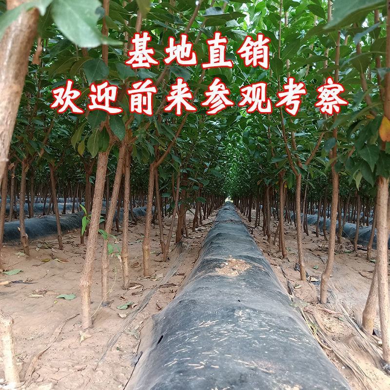 李子苗味帝李子苗当年结果苗包品种保纯度保质量可以考察定苗