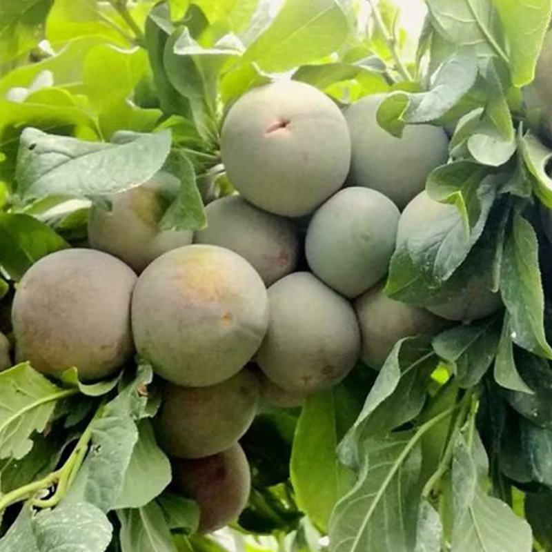 李子苗味帝李子苗当年结果苗包品种保纯度保质量可以考察定苗