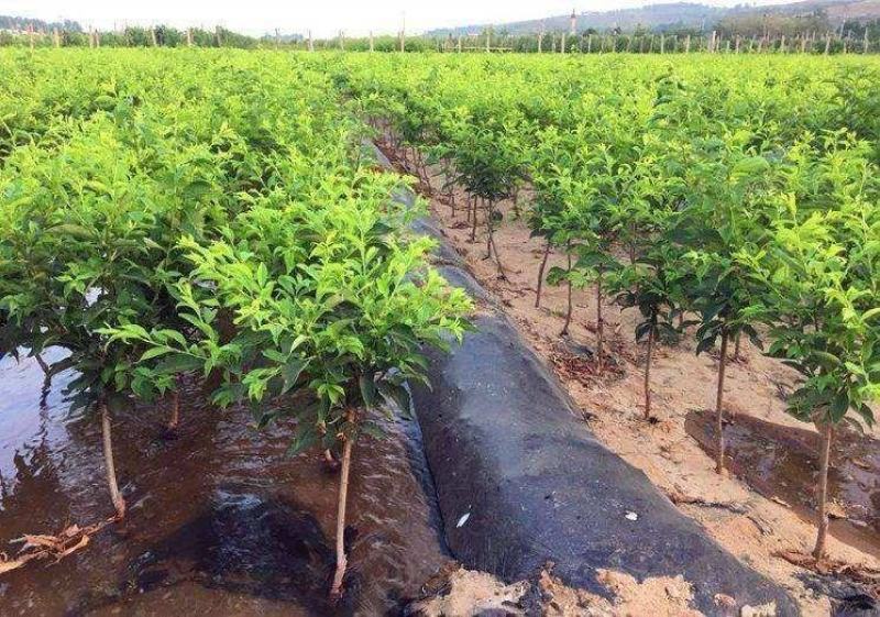 李子苗味帝李子苗当年结果苗包品种保纯度保质量可以考察定苗