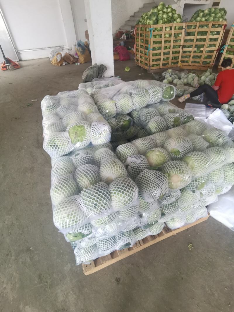 福建漳州甘蓝（包菜）大量上市，欢迎广大老板前来采购！！！