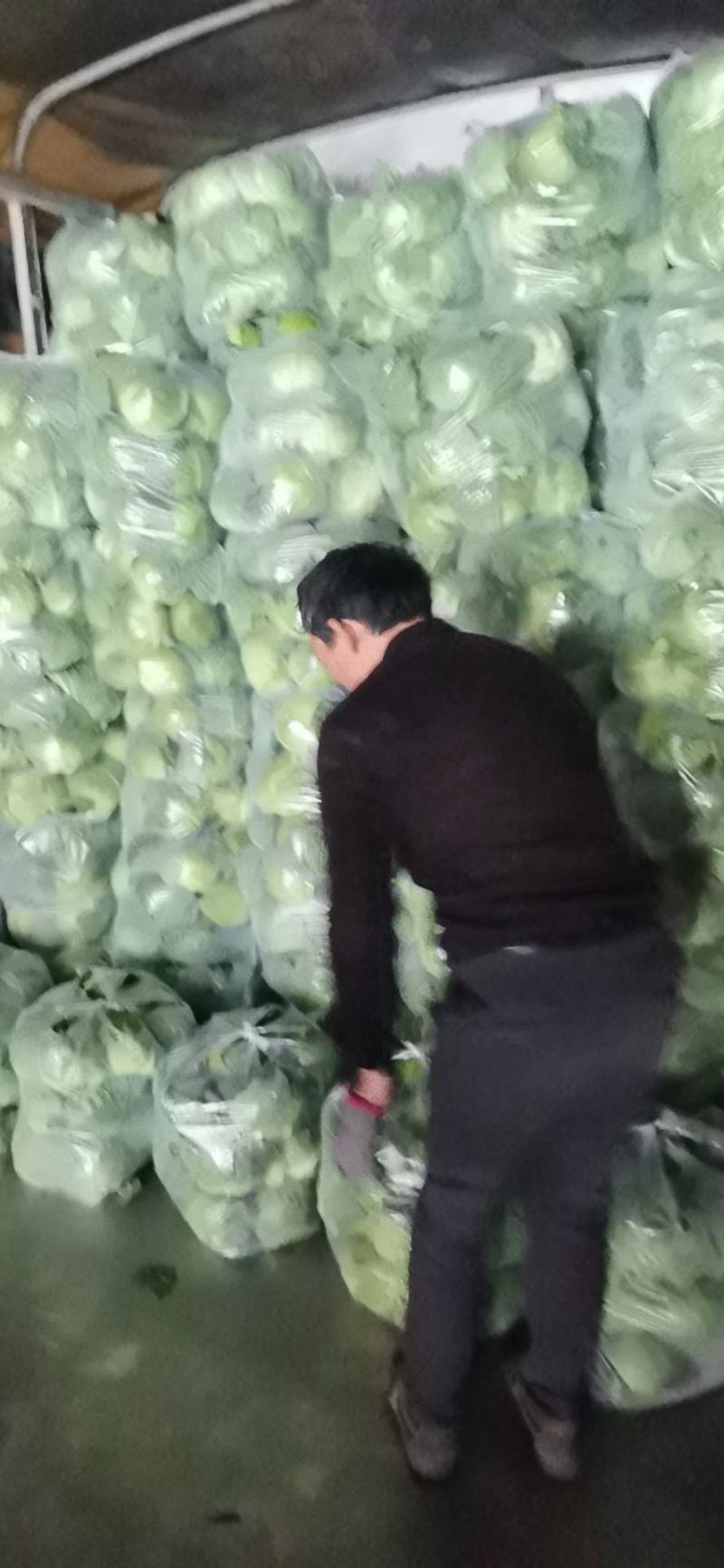 福建漳州甘蓝（包菜）大量上市，欢迎广大老板前来采购！！！