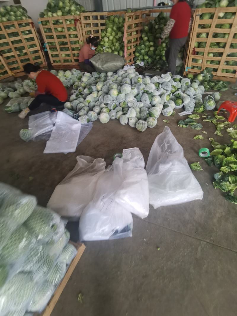 福建漳州甘蓝（包菜）大量上市，欢迎广大老板前来采购！！！