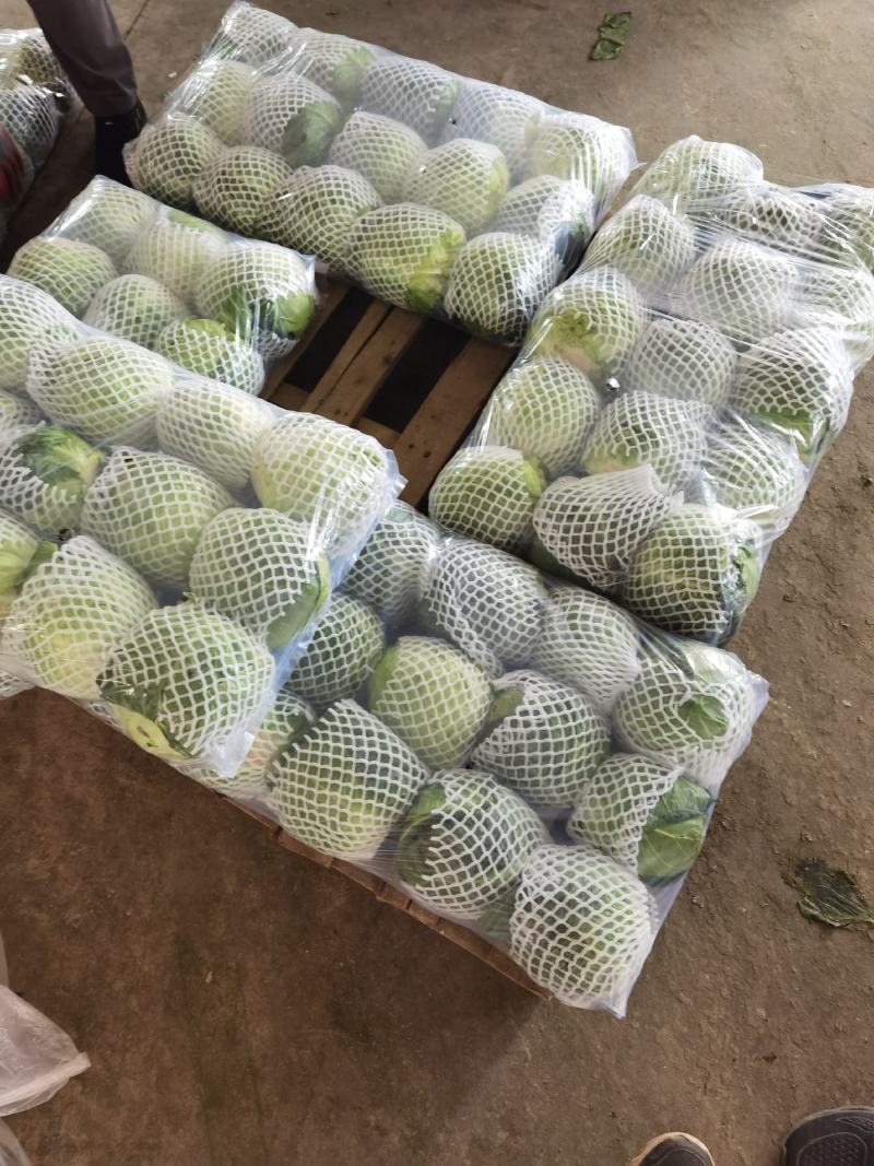 福建漳州甘蓝（包菜）大量上市，欢迎广大老板前来采购！！！