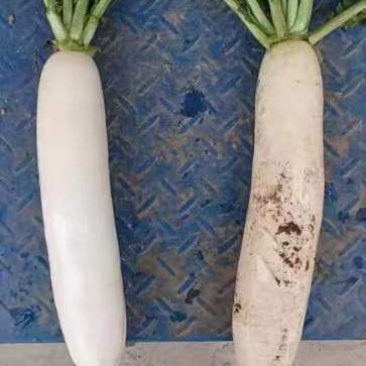 白萝卜