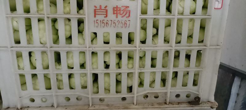 长年出售大棚上海青，无泥土，代发，代发，冷库打冷