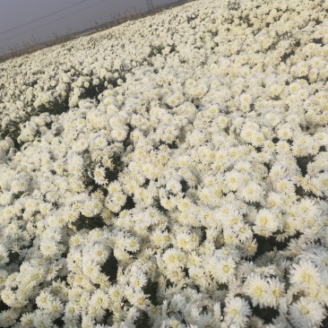 祁白菊，万亩基地邯郸菊花种植基地