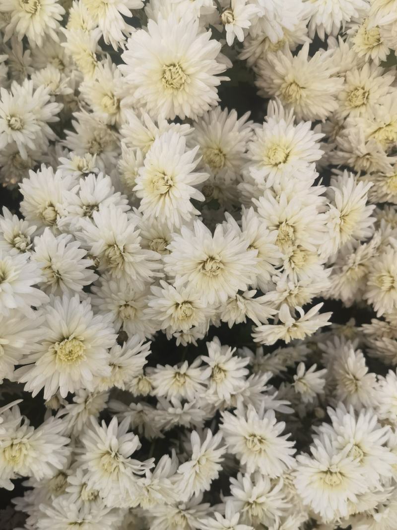 祁白菊，万亩基地邯郸菊花种植基地