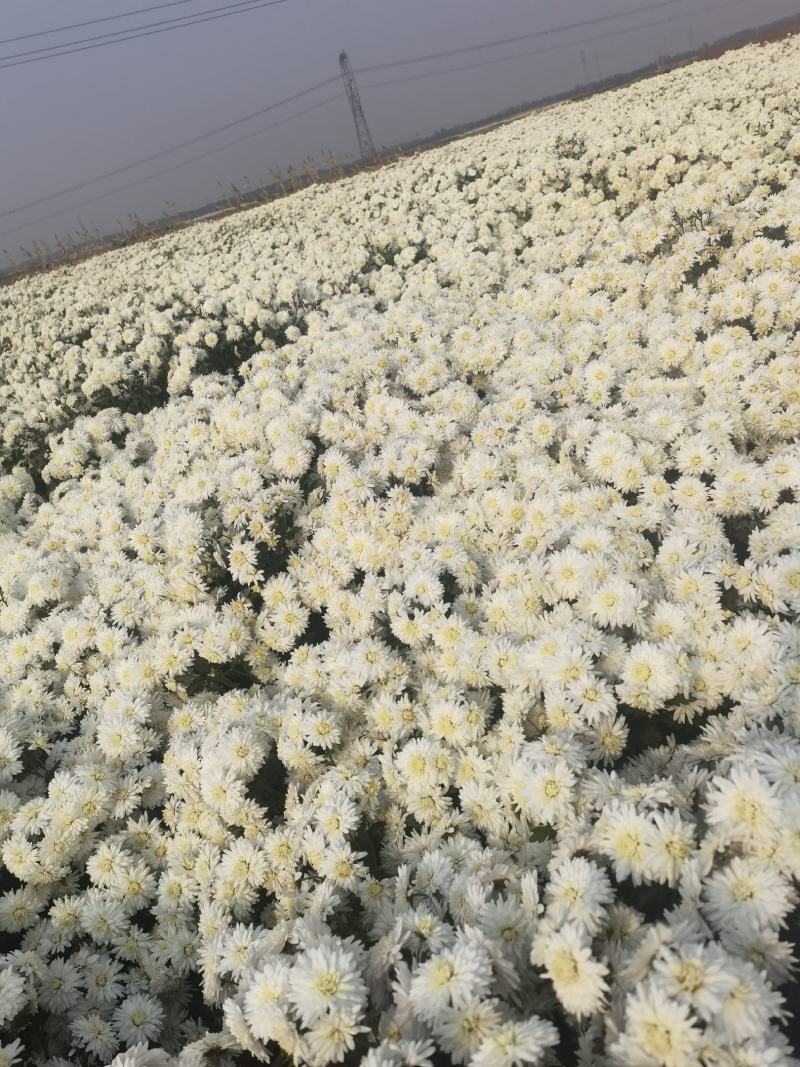 祁白菊，万亩基地邯郸菊花种植基地