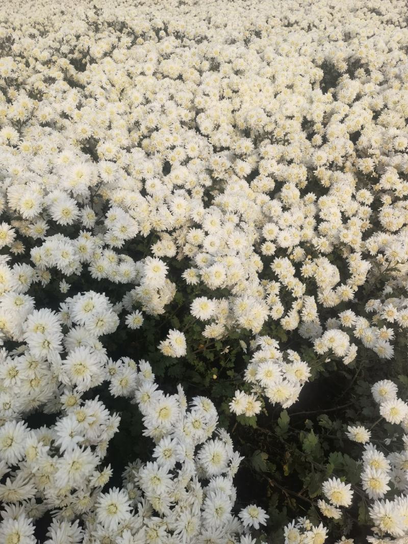 祁白菊，万亩基地邯郸菊花种植基地