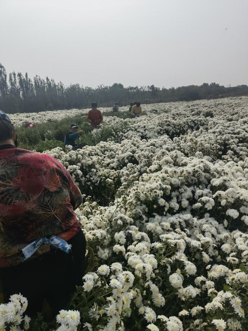祁白菊，万亩基地邯郸菊花种植基地