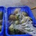 清洗干净、无污染、无流烤干、纯白香橼干片