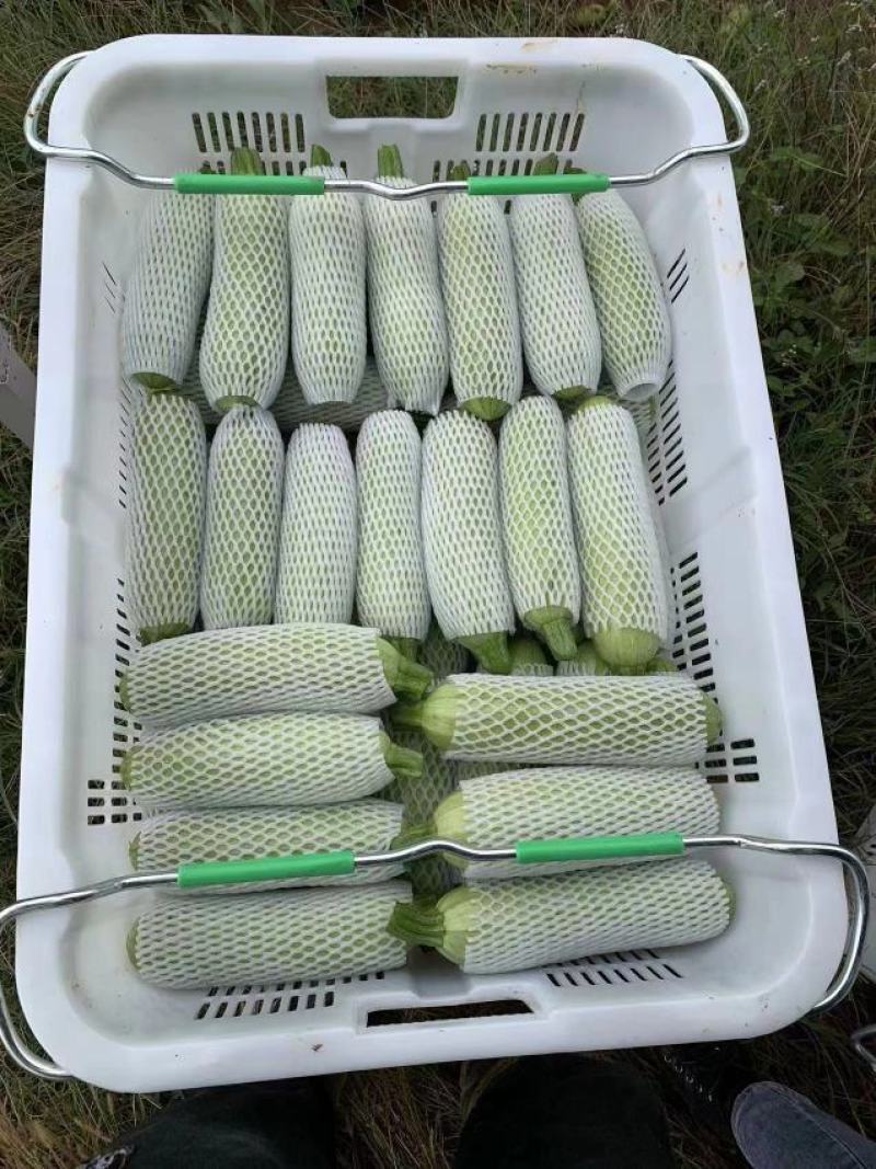 云南弥勒西葫芦大量上市中。需要采购的老板速度来联系