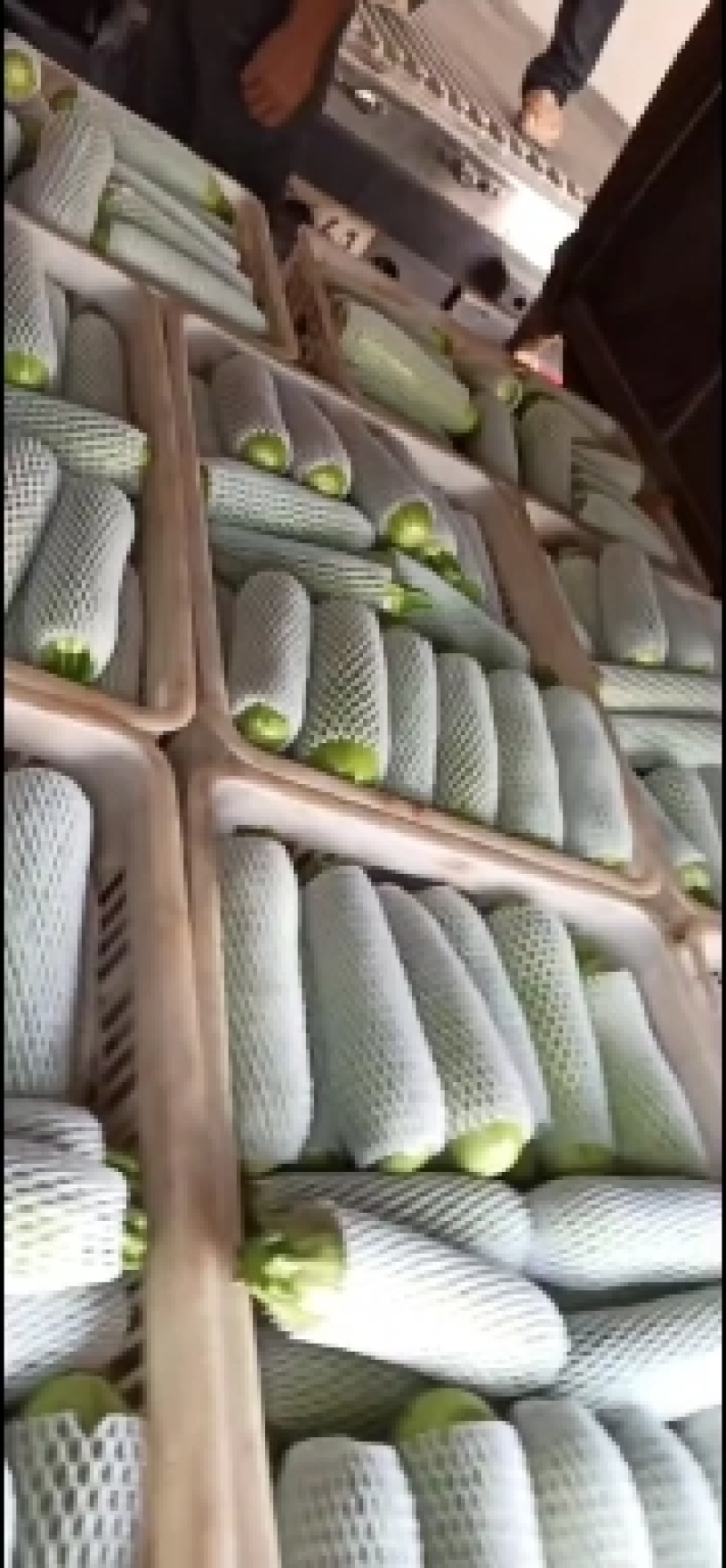 云南弥勒西葫芦大量上市中。需要采购的老板速度来联系