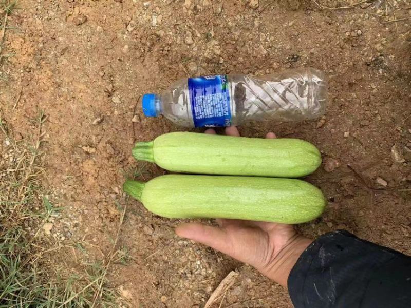 云南弥勒西葫芦大量上市中。需要采购的老板速度来联系