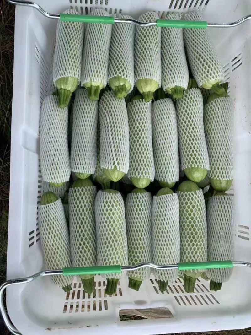 云南弥勒西葫芦大量上市中。需要采购的老板速度来联系
