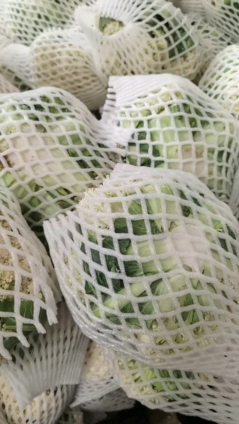 福建漳州青梗有机花菜，松花大量上市欢迎广大老板前来采购！