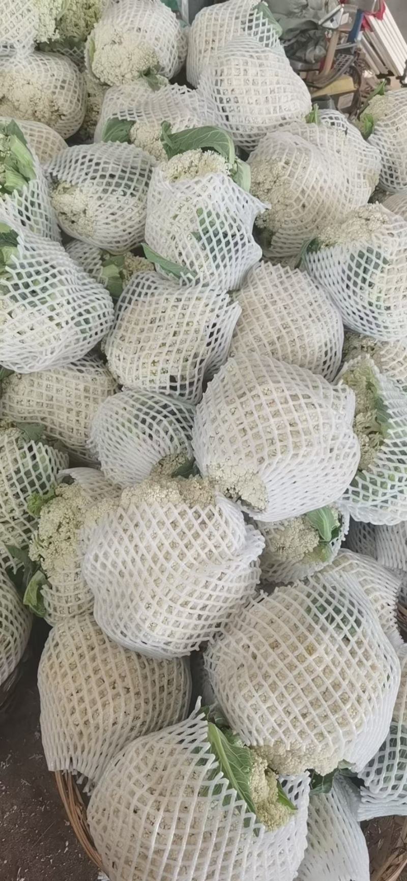 福建漳州青梗有机花菜，松花大量上市欢迎广大老板前来采购！