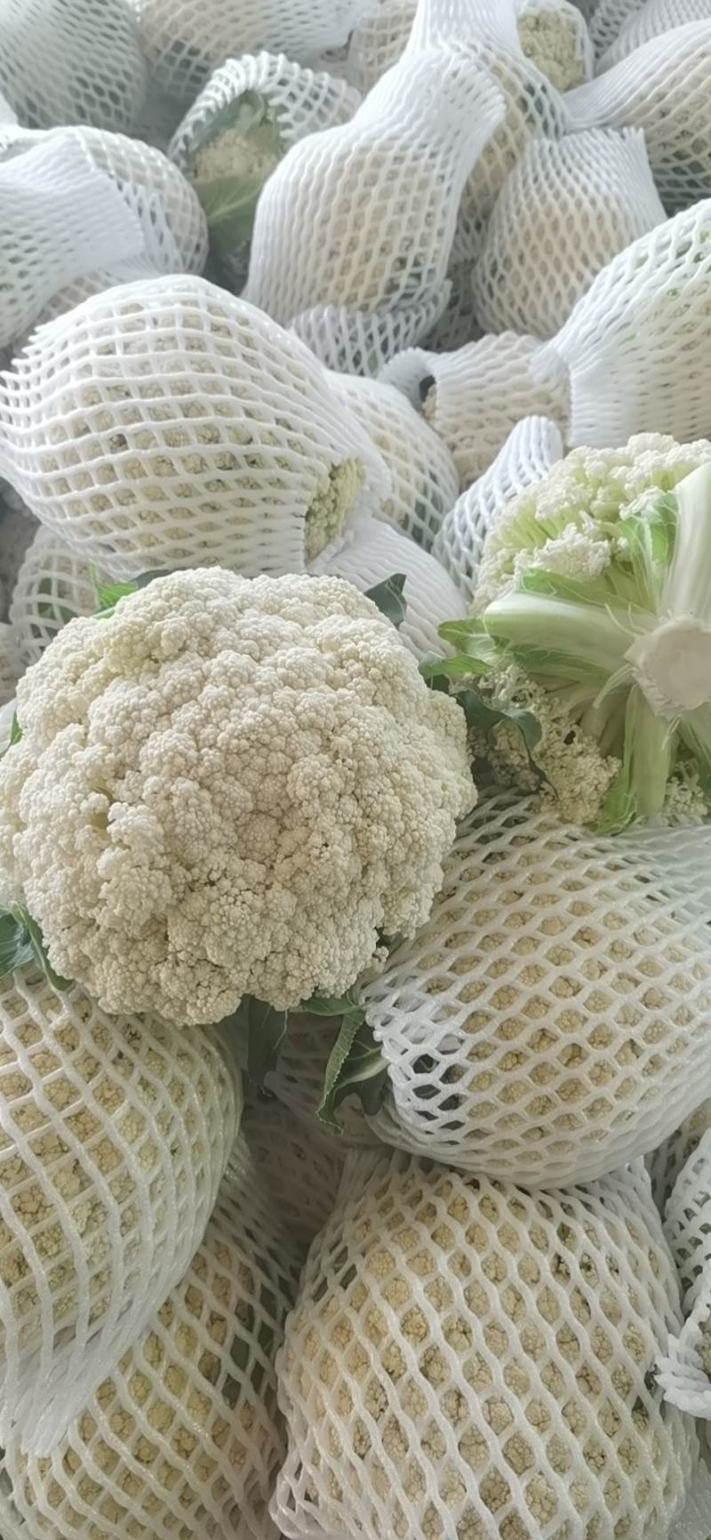 福建漳州青梗有机花菜，松花大量上市欢迎广大老板前来采购！