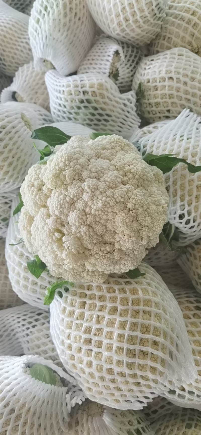 福建漳州青梗有机花菜，松花大量上市欢迎广大老板前来采购！