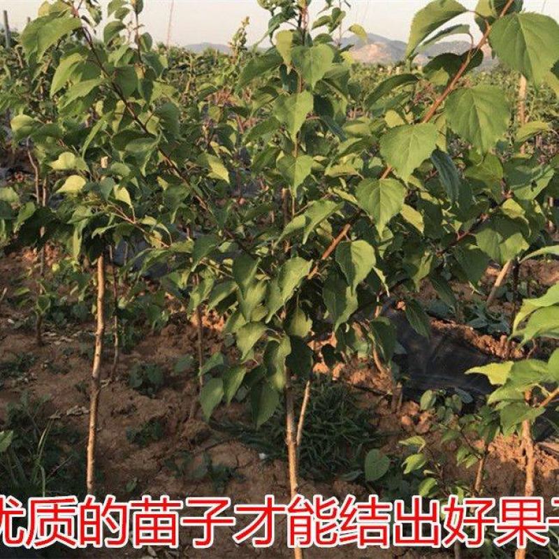新品种早熟五月下旬成熟玫瑰李子苗李子苗