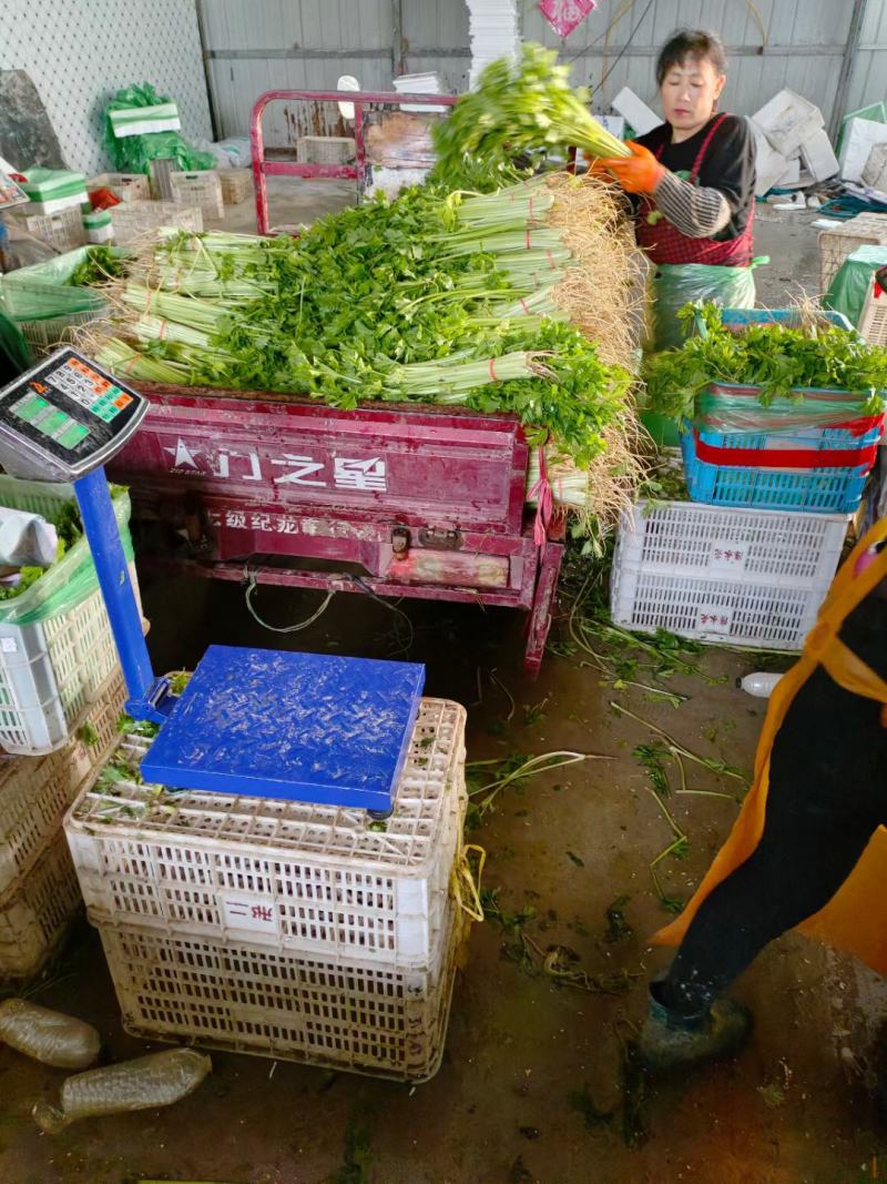 香芹山东阳谷芹菜产区代收代发全国发货