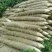 麻山药双棒小白嘴白玉二路三路巴掌下脚料大量有货出售