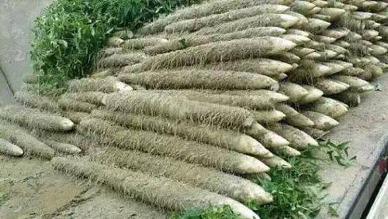 麻山药双棒小白嘴白玉二路三路巴掌下脚料大量有货出售