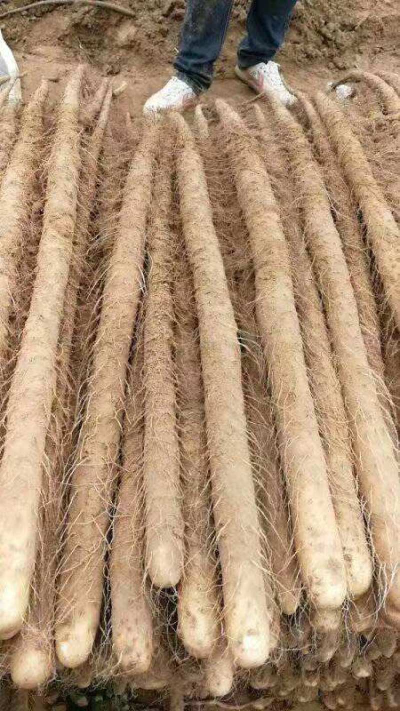 麻山药双棒小白嘴白玉二路三路巴掌下脚料大量有货出售