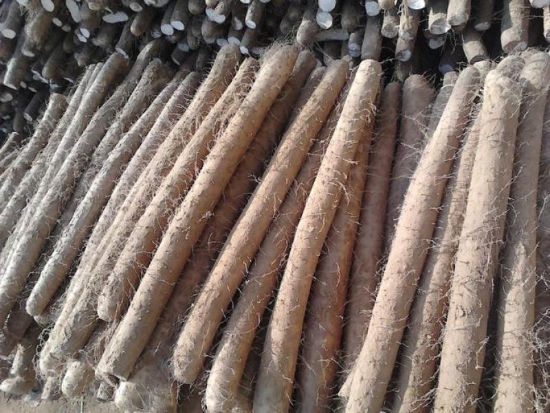 麻山药双棒小白嘴白玉二路三路巴掌下脚料大量有货出售