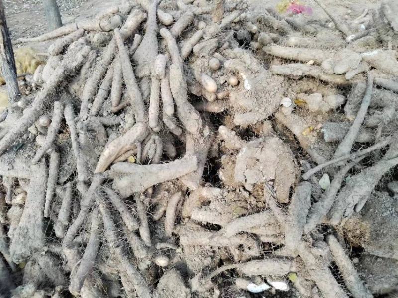 麻山药双棒小白嘴白玉二路三路巴掌下脚料大量有货出售