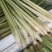 新鲜香茅草食用奶茶店调料泡茶泰国冬阴功食材香料柠檬草批发