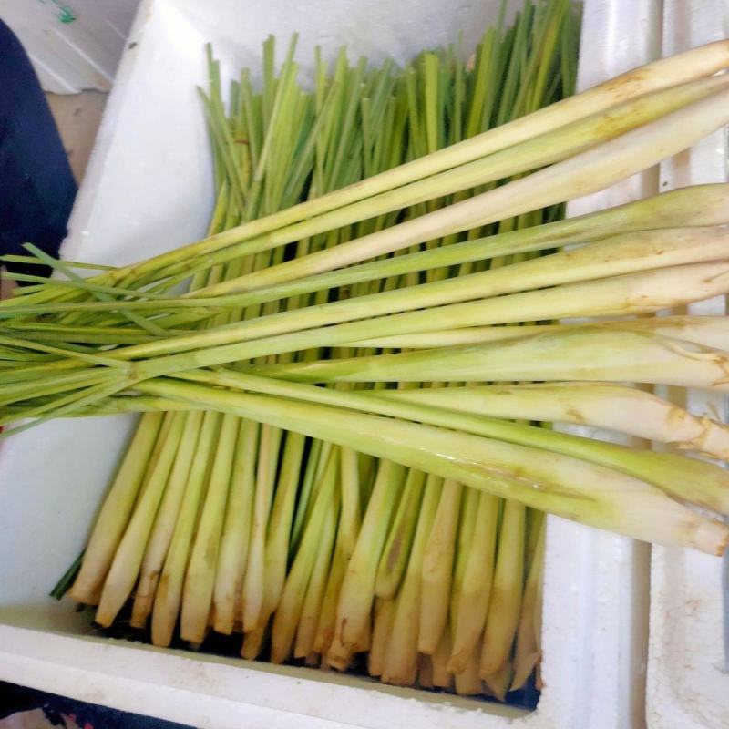 新鲜香茅草食用奶茶店调料泡茶泰国冬阴功食材香料柠檬草批发