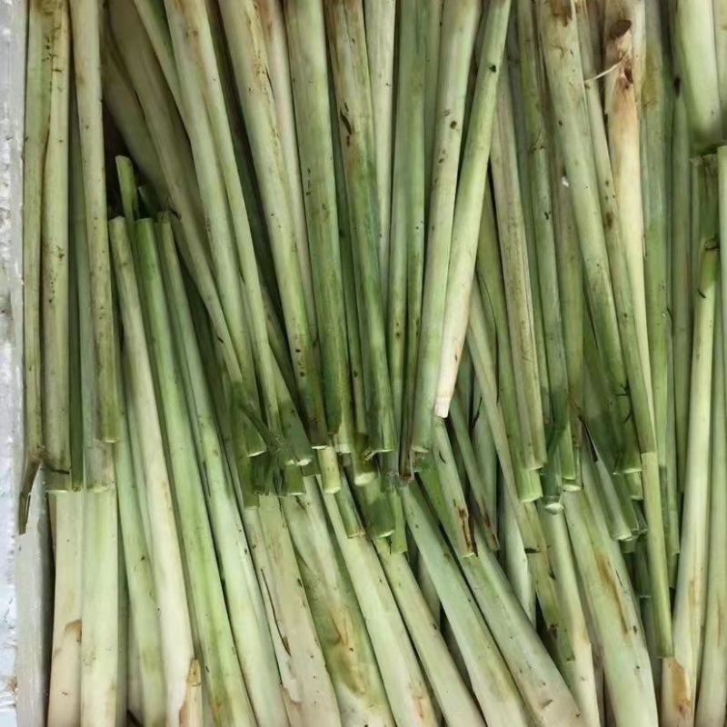 新鲜香茅草食用奶茶店调料泡茶泰国冬阴功食材香料柠檬草批发