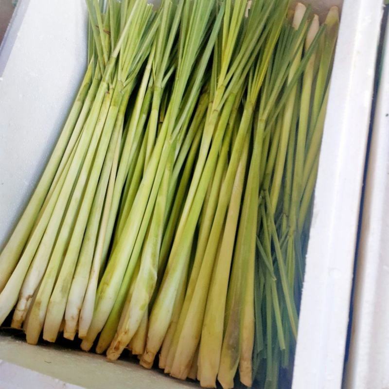 新鲜香茅草食用奶茶店调料泡茶泰国冬阴功食材香料柠檬草批发