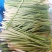 新鲜香茅草食用奶茶店调料泡茶泰国冬阴功食材香料柠檬草批发
