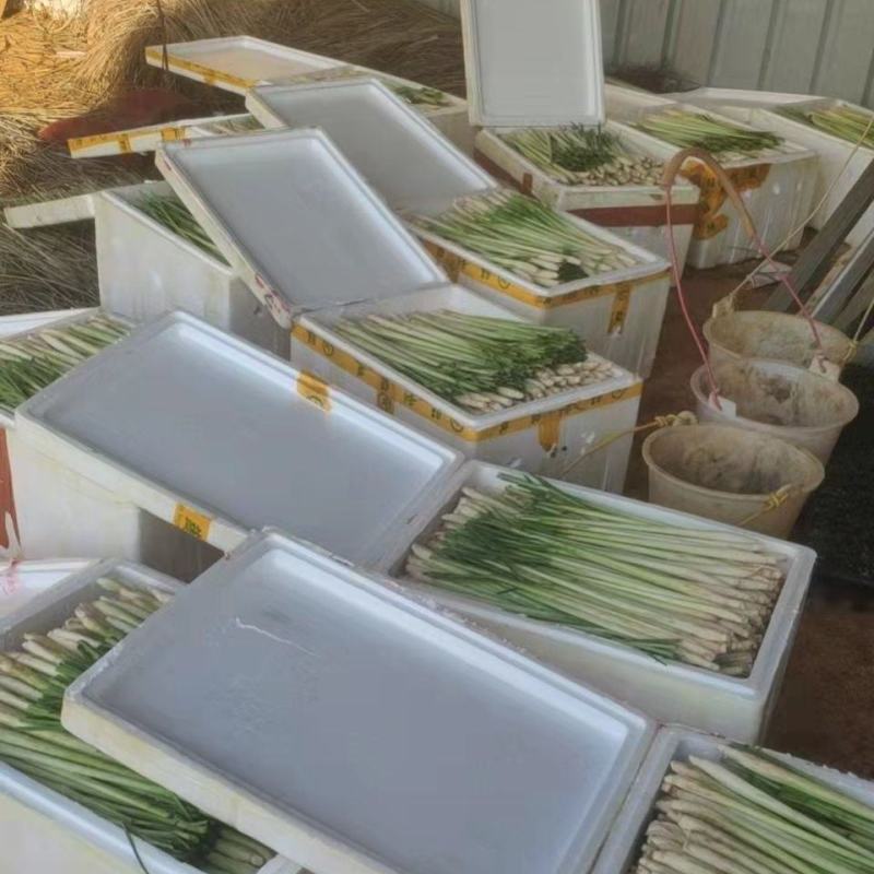 新鲜香茅草食用奶茶店调料泡茶泰国冬阴功食材香料柠檬草批发