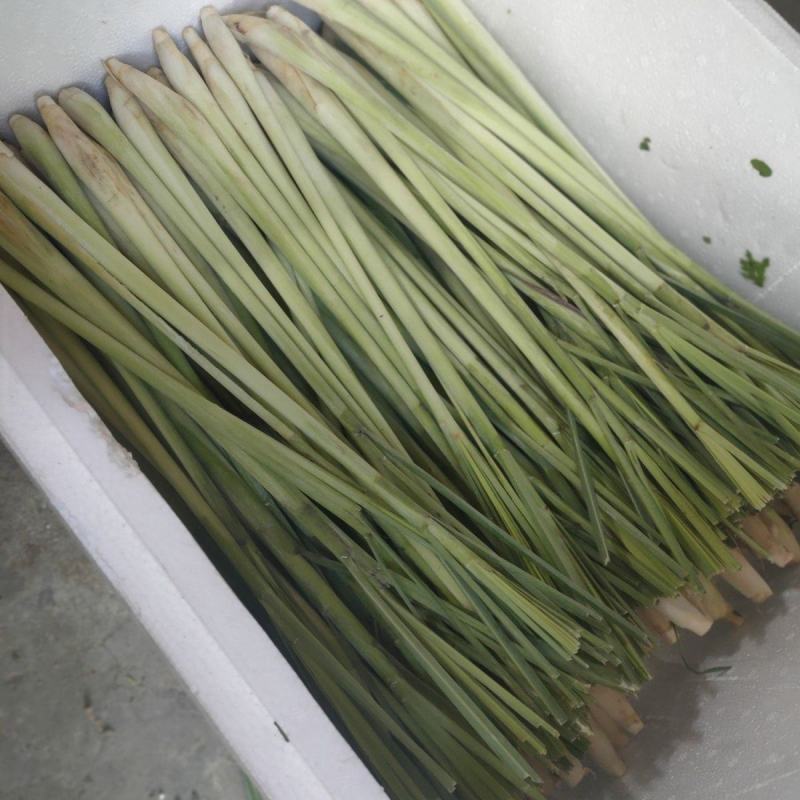 新鲜香茅草食用奶茶店调料泡茶泰国冬阴功食材香料柠檬草批发