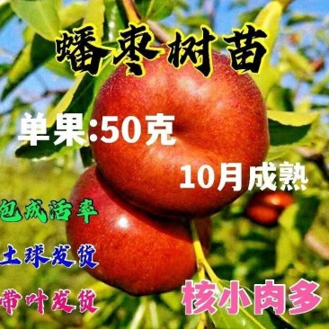 枣树苗蟠枣树苗葫芦枣苗茶壶枣苗和田大枣苗当年结果苗包邮